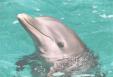 dauphin dans eau turquoise