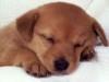 chiot tout petit et mimi !!