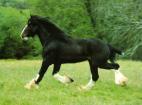 shire galopant