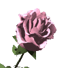 Rose dévoilée