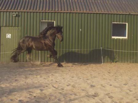 frison galopant