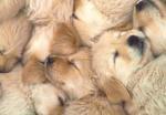 chiots golden retrievers