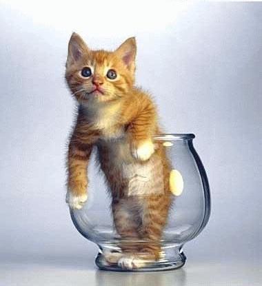 chaton dans aquarium