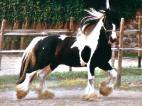 tinker  trotant