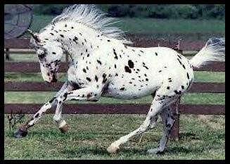 apaloosa galopant