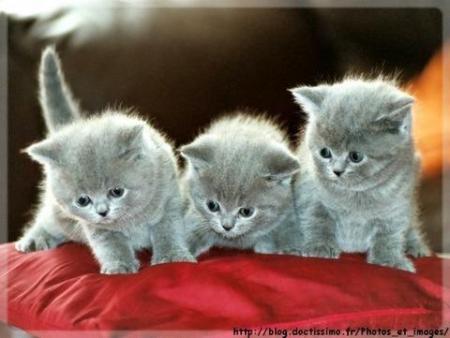 chatons persans